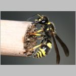 Ancistrocerus nigricornis - Lehmwespe 14 beim Nestverschluss.jpg